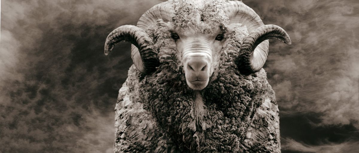 Merinowolle waschen, Merinoschaf