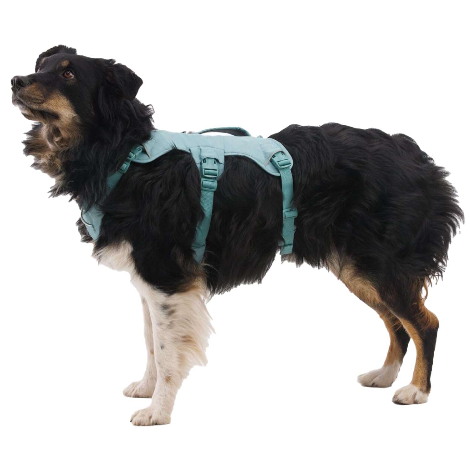 Hundegeschirr – Ruffwear – Web Master