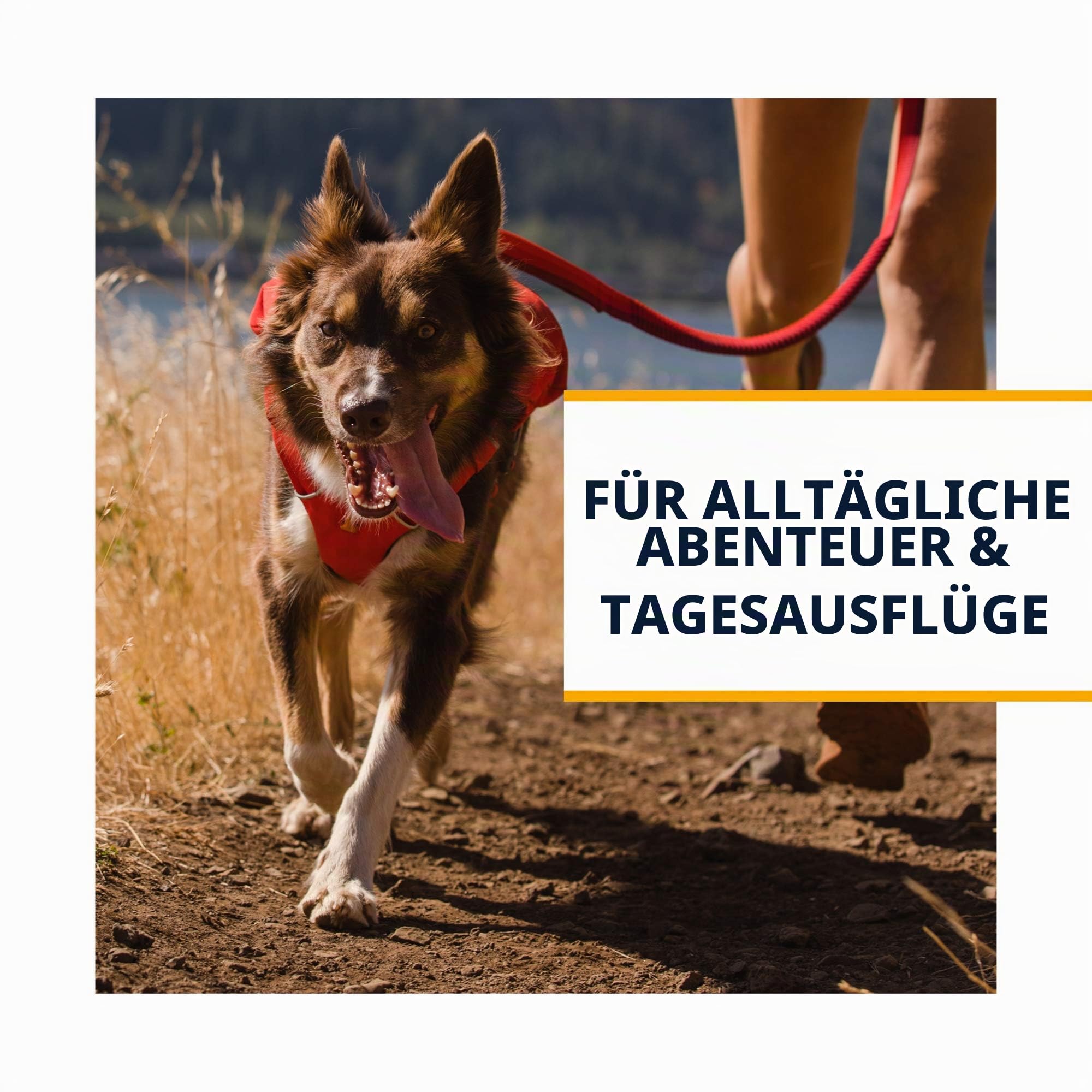 Hundegeschirr – RUFFWEAR – Switchbak – RUFFWEAR – Bild 3