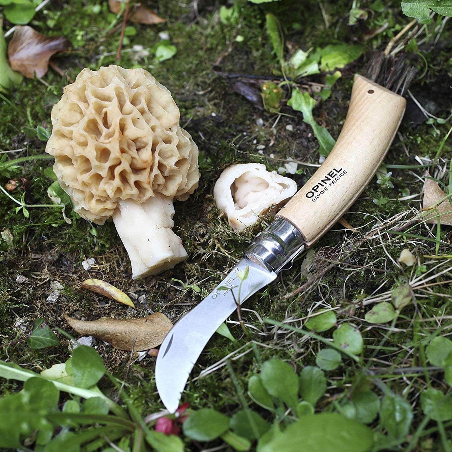 Der abgetrennte Pilz ist hier zu sehen, geschnitten und gereinigt mit dem Pilzmesser Opinel N°08 mit Hülle