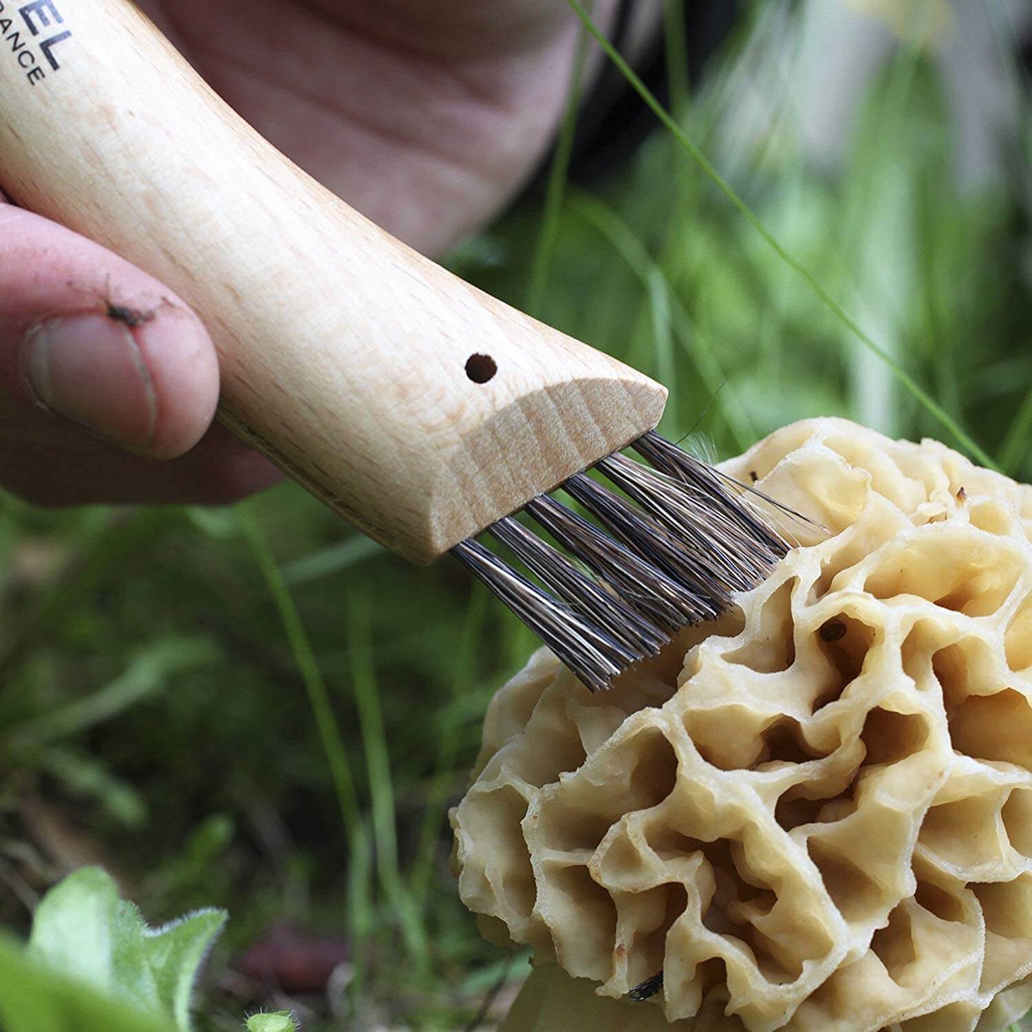Die Bürste des Pilzmesser Opinel N°08 mit Hülle im Einsatz beim Putzen eines Pilz